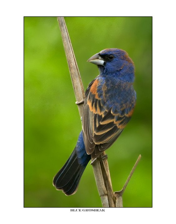 8418 blue grosbeak.jpg